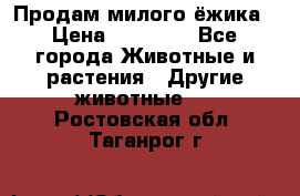 Продам милого ёжика › Цена ­ 10 000 - Все города Животные и растения » Другие животные   . Ростовская обл.,Таганрог г.